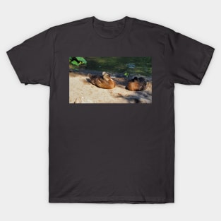 Happy Duck With A Fuzzy Ball On Its Head, A Crested Duck T-Shirt